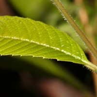 Tetracera sarmentosa (L.) Vahl